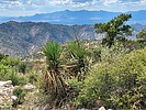 2023-05-19 :2: Juniper Flats Mountain :: DixieFlyer