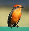 photo thumbnail #5