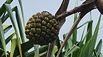 photo thumbnail #15