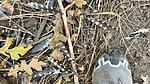 photo thumbnail #4
