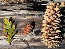 photo thumbnail #12