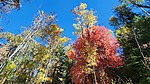 photo thumbnail #7