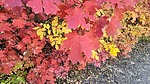 photo thumbnail #11