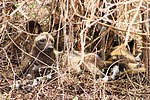 photo thumbnail #5