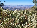 photo thumbnail #12