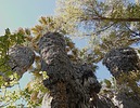 2023-11-08 :2: Hassayampa River Preserve :: LosDosSloFolks