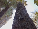 2023-11-08 :2: Hassayampa River Preserve :: LosDosSloFolks