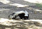 2023-11-08 :2: Hassayampa River Preserve :: LosDosSloFolks