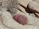photo thumbnail #12