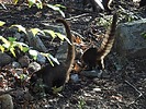 2023-11-11 :2: Adams Flat :: cactuscat