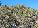 2023-11-12 :2: Mount Hopkins from Madera Canyon :: DixieFlyer