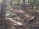 2023-11-12 :2: Mount Hopkins from Madera Canyon :: DixieFlyer