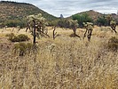 2023-11-16 :3: Hackberry Spring and Mesa :: DixieFlyer