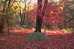 photo thumbnail #6