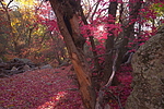 photo thumbnail #10