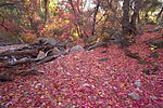 photo thumbnail #11