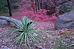 photo thumbnail #2