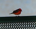 2023-11-21 :2: Chaparral Park - Scottsdale :: rrshort