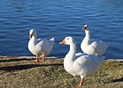 photo thumbnail #11