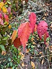 photo thumbnail #15