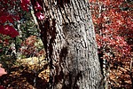 photo thumbnail #12