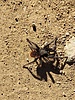 photo thumbnail #2