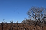 photo thumbnail #7