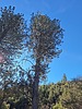 recent photo