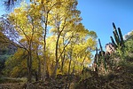 photo thumbnail #7