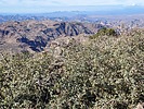 2023-12-21 :2: Tortilla Mountain - Superstition Wilderness :: DixieFlyer