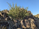 2023-12-24 :2: Sevenmile Mountain - the Whole Enchilada :: pseudalpine