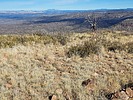 2023-12-27 :3: Hackberry Mountain - CNF :: DixieFlyer