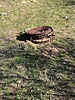 photo thumbnail #13