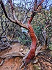 2023-12-29 :2: Boynton Canyon Trail #47 :: overthehillsfaraway