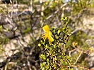 2024-01-03 :1: Maricopa Trail - Scottsdale/Gateway :: kingsnake