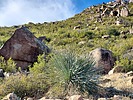 2024-01-03 :2: Granite Mountain 4,699 - Tonto NF :: DixieFlyer