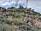 2024-01-03 :2: Granite Mountain 4,699 - Tonto NF :: DixieFlyer