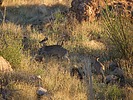 2024-01-03 :3: Herman Mtn Summit and Hermans Cave :: John10s