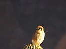 photo thumbnail #13