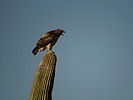 photo thumbnail #10