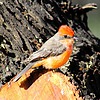 2024-01-16 :2: Riparian Preserve at Water Ranch - Gilbert :: gummo