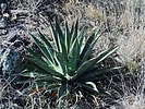 2024-01-18 :3: Perry Mesa Stuff :: LosDosSloFolks