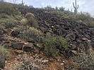 2024-01-20 :1: Table Top Trail :: WildForAZ