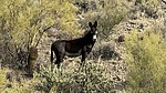 photo thumbnail #12