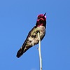 photo thumbnail #3