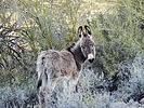 2024-01-29 :2: Wild Burro Trail - Lake Pleasant :: LosDosSloFolks