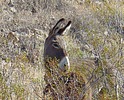 2024-01-29 :2: Wild Burro Trail - Lake Pleasant :: LosDosSloFolks