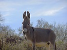 2024-01-29 :2: Wild Burro Trail - Lake Pleasant :: LosDosSloFolks