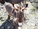 2024-01-29 :2: Wild Burro Trail - Lake Pleasant :: LosDosSloFolks
