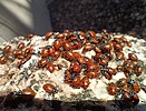 photo thumbnail #7